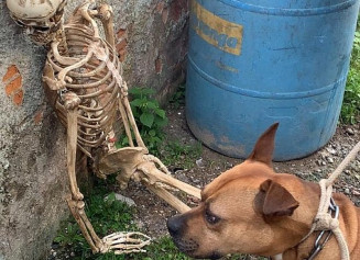 Polícia prende homem por usar esqueleto e pit-bull para atacar pessoas (Foto: Divulgação/Polícia Civil)