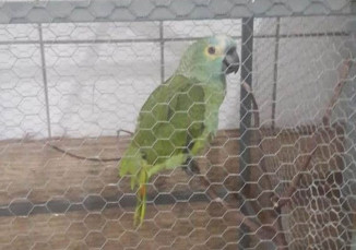 Papagaio foi encaminhado pela Polícia Militar Ambiental para o Zoobotânico de Teresina (Foto: Divulgação/ Polícia Militar Ambiental)