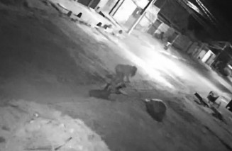 Mulher é investigada por matar cachorro à facadas em Valparaíso (Foto: Reprodução/Polícia Civil)