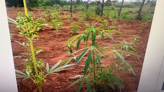 Plantação de maconha apreendida pela PM/Foto: Reprodução Terra Fm