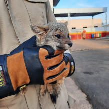 Foto: Reprodução Corpo de Bombeiros/animal silvestre capturado